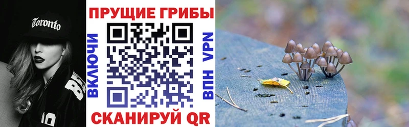 Псилоцибиновые грибы Psilocybe  Канаш 